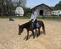 horse-haven