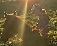 horse-haven-mare