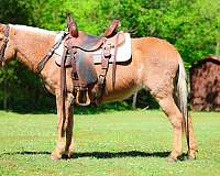 all-around-mule