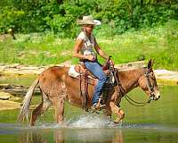 beginner-mule