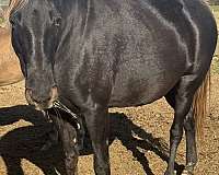 rmha-mare-broodmare