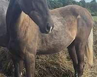 black-chocolate-kmsha-rmha-filly-stallion