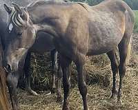blue-boy-rocky-mountain-horse