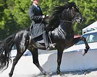 breaking-rocky-mountain-horse