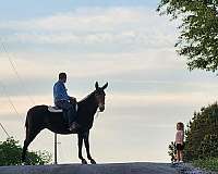 black-agmh-horse