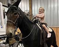 agmh-mule-mare