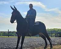 black-agmh-mare