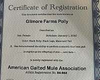 blue-ribbon-mule