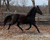 star-sock-horse