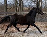 black-star-sock-horse
