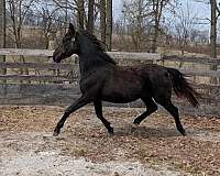 all-around-morgan-horse