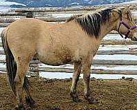 dun-blaze-horse