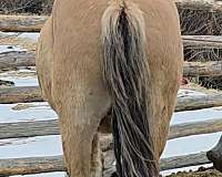 fjord-horse