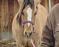blaze-horse