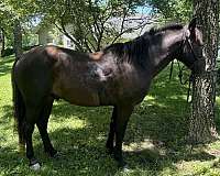 gaited-missouri-fox-trotter-horse
