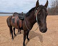 cow-horse-missouri-fox-trotter