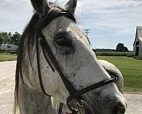 black-white-arabian-gelding
