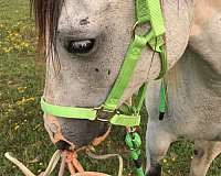 black-white-quarab-gelding