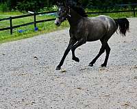 13-hand-oldenburg-filly