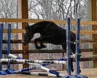 grey-oldenburg-pony