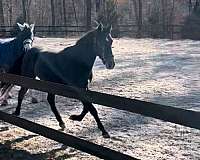 13-hand-oldenburg-pony