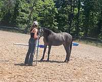 grey-oldenburg-filly