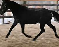 grey-filly-for-sale