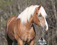 palomino-goldenblonde-sorrel-horse