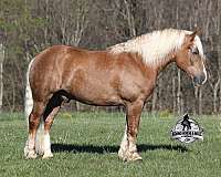 quarter-horse-belgian