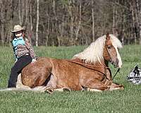 beginner-safe-belgian-horse