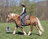 family-horse-belgian