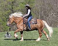 trail-belgian-horse