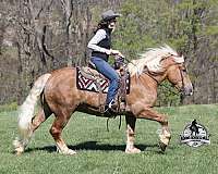 trick-belgian-horse