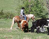 all-around-belgian-horse