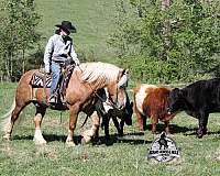 athletic-belgian-horse