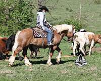 beginner-belgian-horse