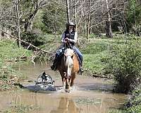 experienced-belgian-horse