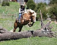 flashy-belgian-horse