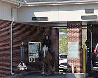 husband-safe-belgian-horse