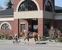 kid-safe-belgian-horse