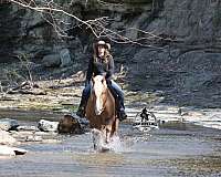 ranch-work-belgian-horse