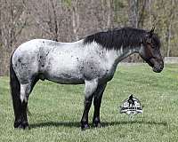 tobiano-4-stockings-horse