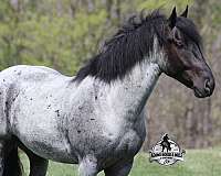 quarter-horse-draft