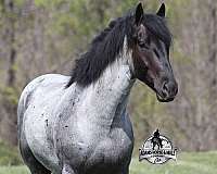 ranch-work-draft-horse