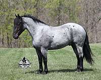 beginner-safe-draft-horse