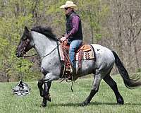 family-horse-draft