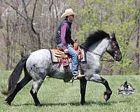 trail-draft-horse