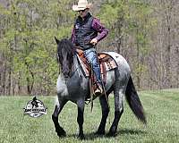 trick-draft-horse