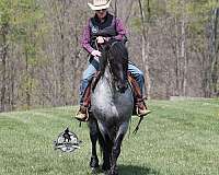 draft-horse