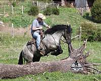 all-around-draft-horse